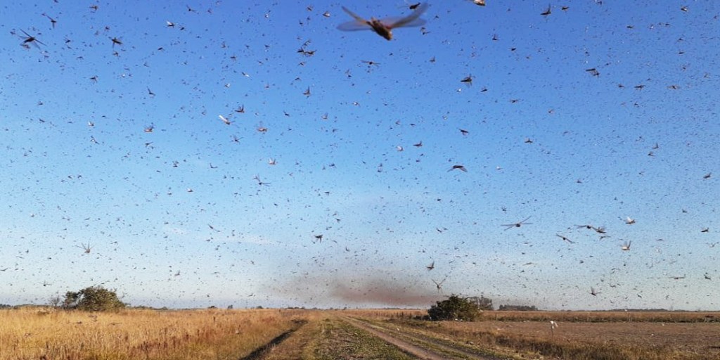 LOCUSTS
