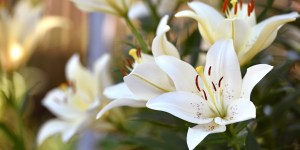 ¿Por qué el lirio blanco es símbolo de comunión y bodas?