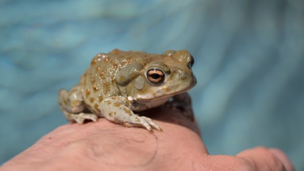 sonoran desert toad