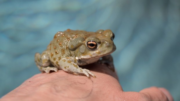 sonoran desert toad