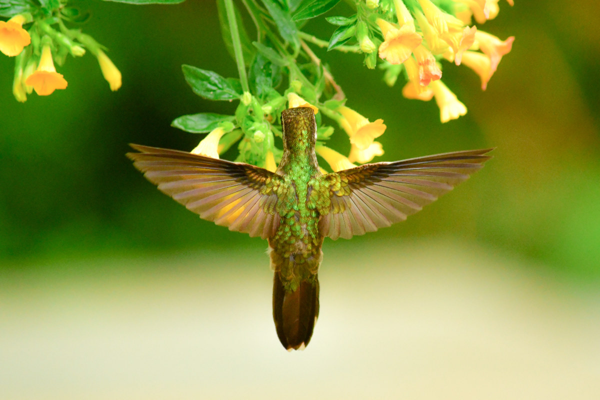 VIDA SILVESTRE