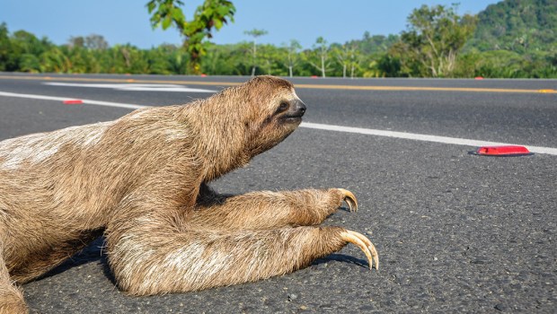 SLOTH