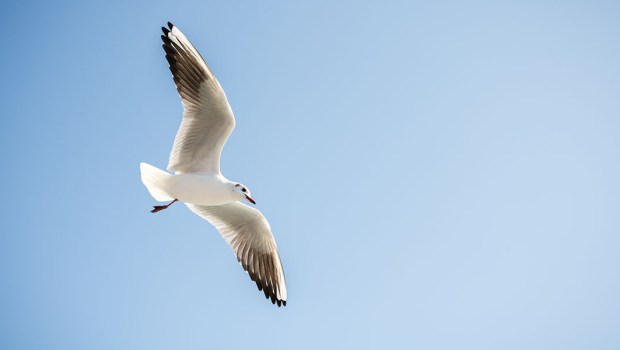 SEAGULL