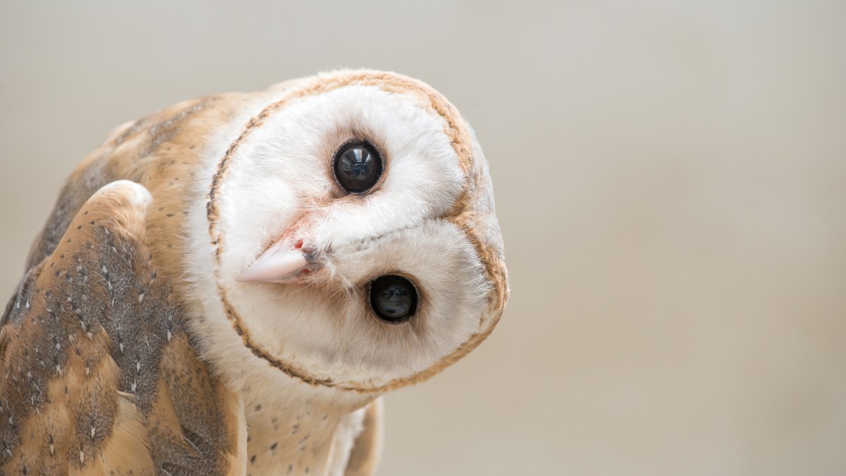shutterstock_379547776.jpg