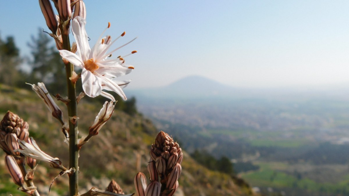 MOUNT TABOR