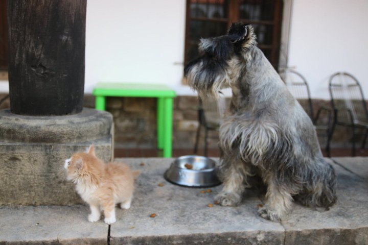 BIGOTON