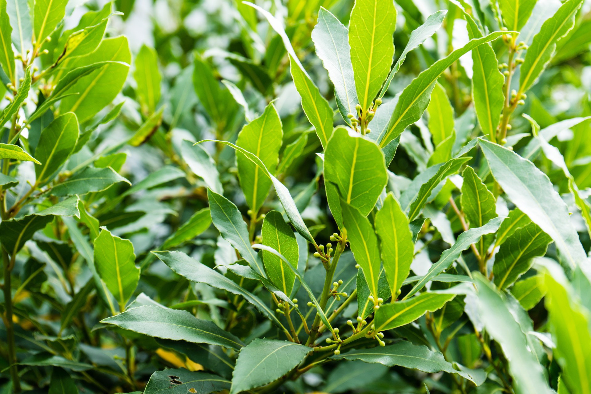 Laurel