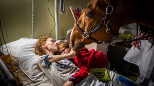 Peyo, el caballo que detecta el cáncer y cuida a los enfermos