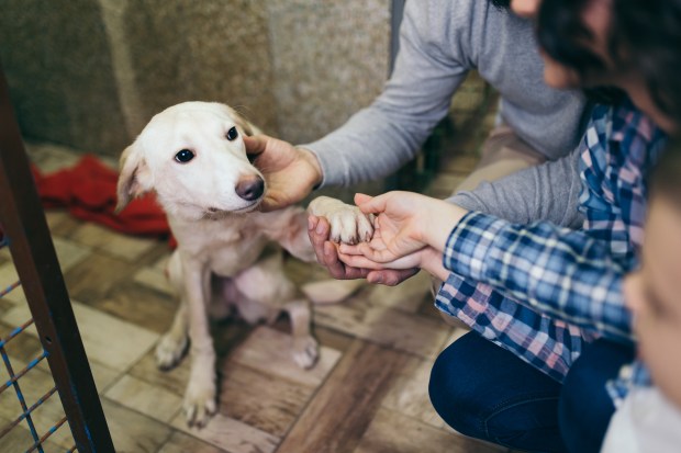 pet