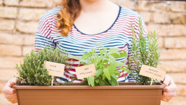 urban garden