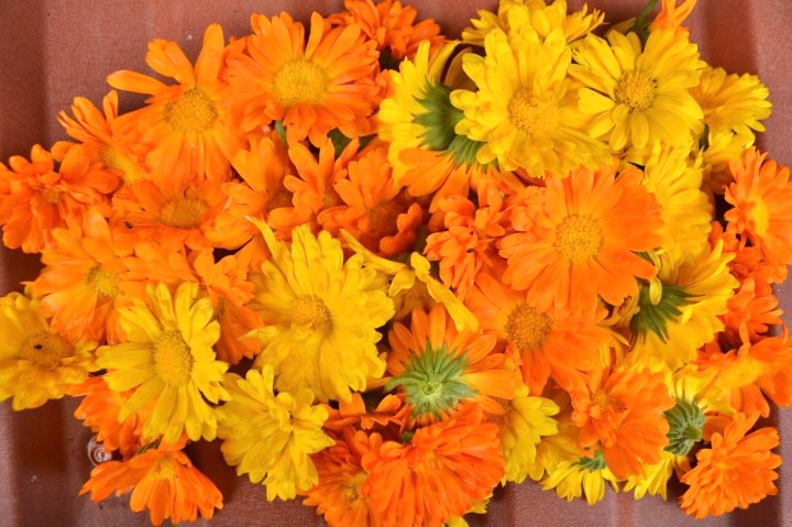 CALENDULA