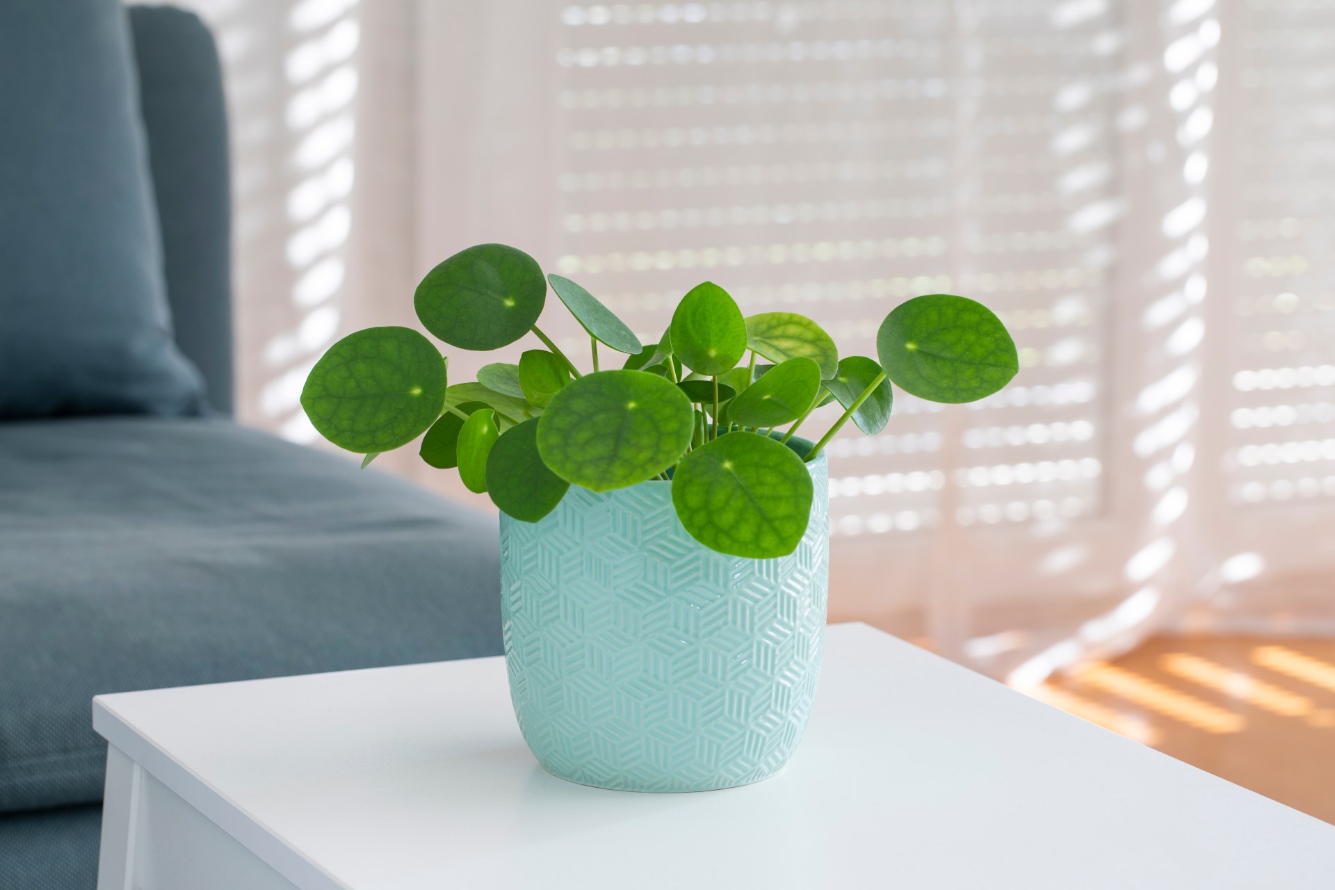 Pilea Peperomioides