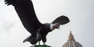 El cóndor pasa … en el pesebre en Plaza de San Pedro