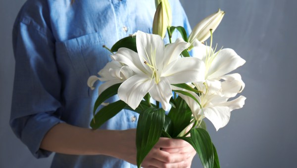 LILIES