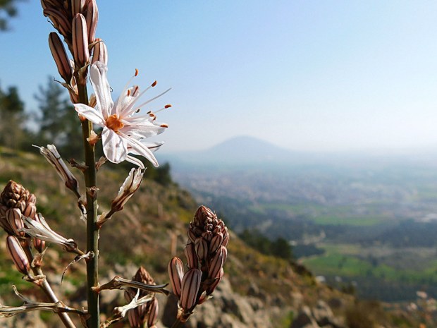 MOUNT TABOR