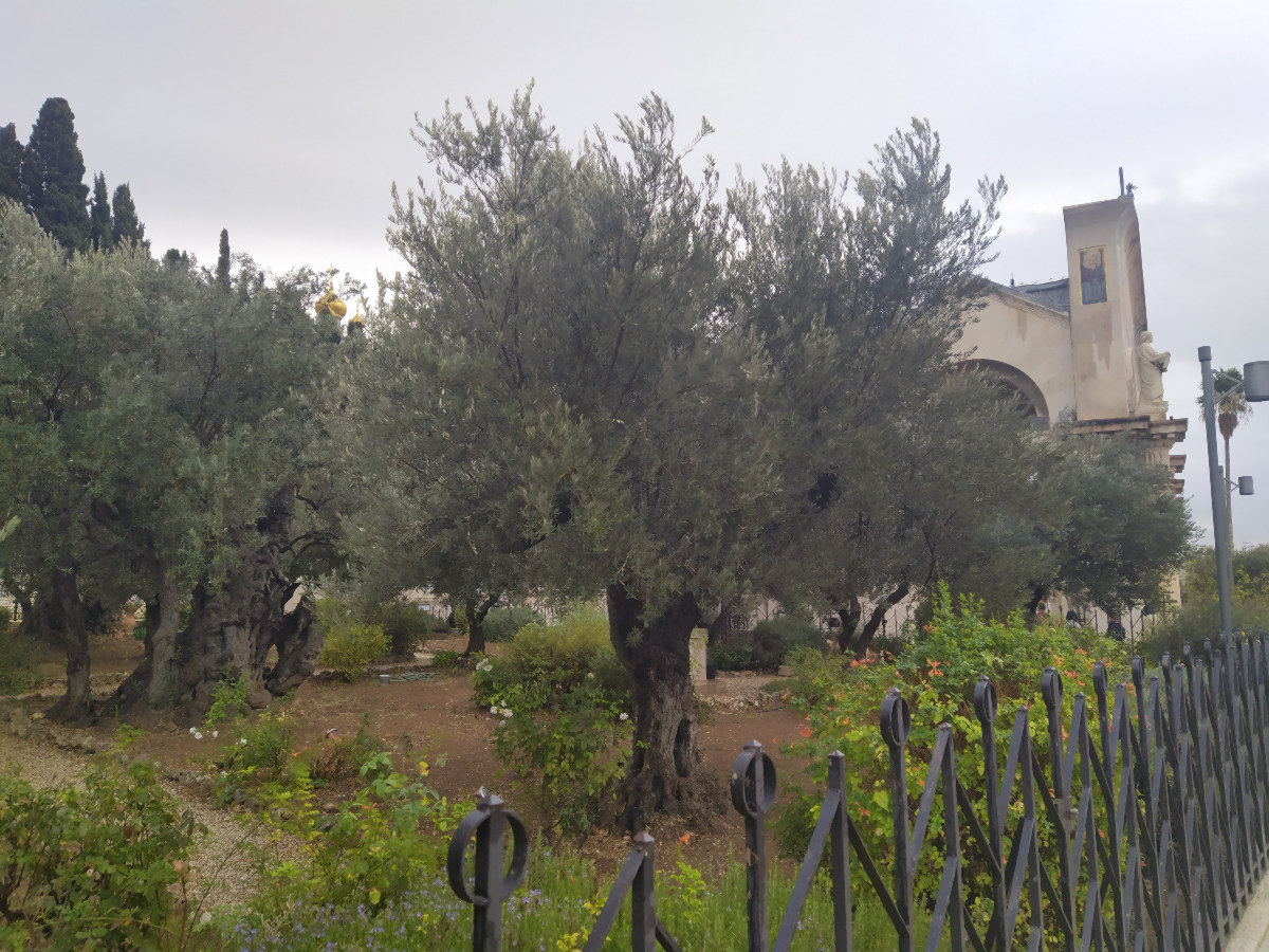 Huerto de los Olivos