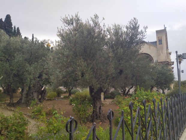 Huerto de los Olivos