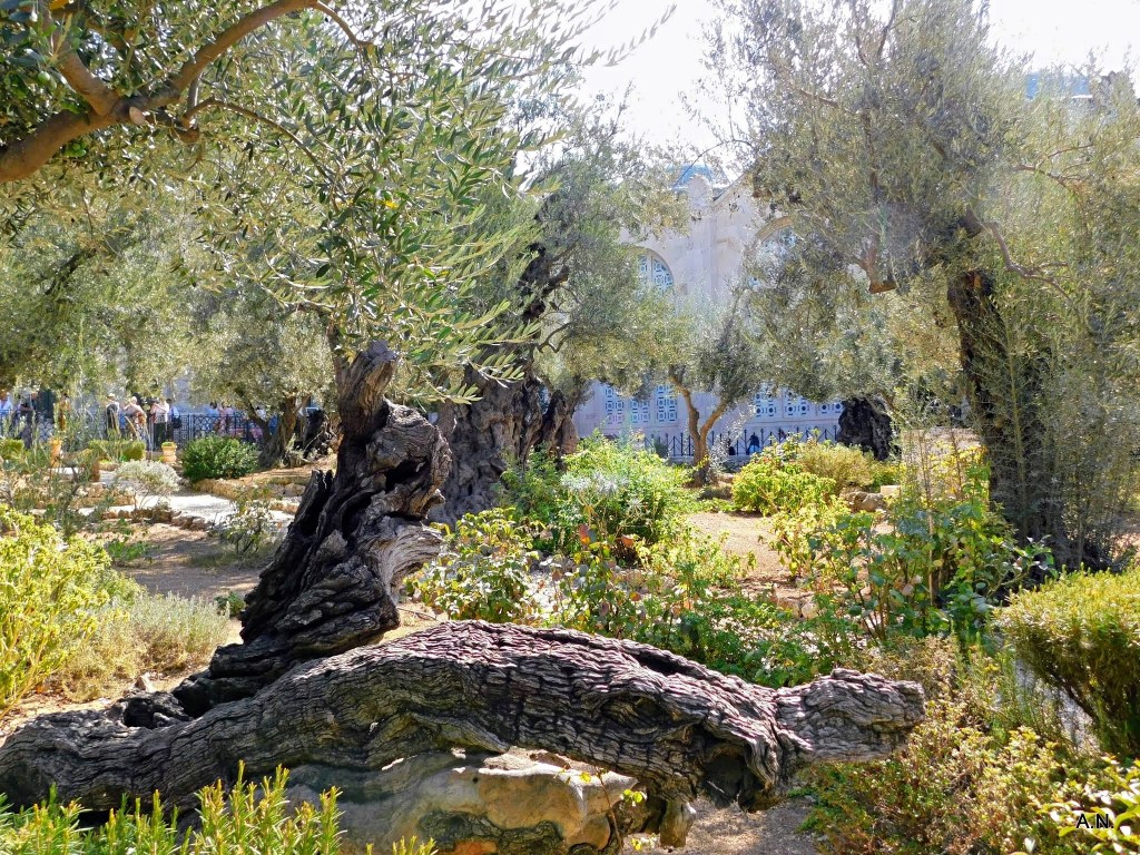 WEB3-02-Getsemani-Garden-Mount-of-Olives-3_PhotoCredit-Sr.-Amata-CSFNJPG.jpg
