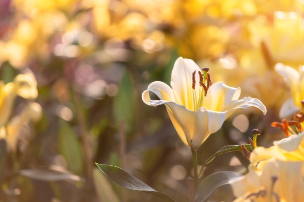 WHITE LILY