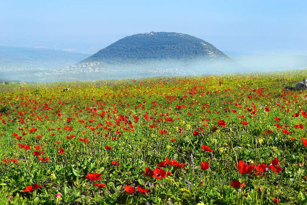[GALERIA] Primavera en Tierra Santa
