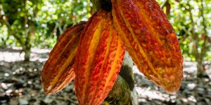 El cacao amazónico y un curioso vínculo con el Corpus Christi