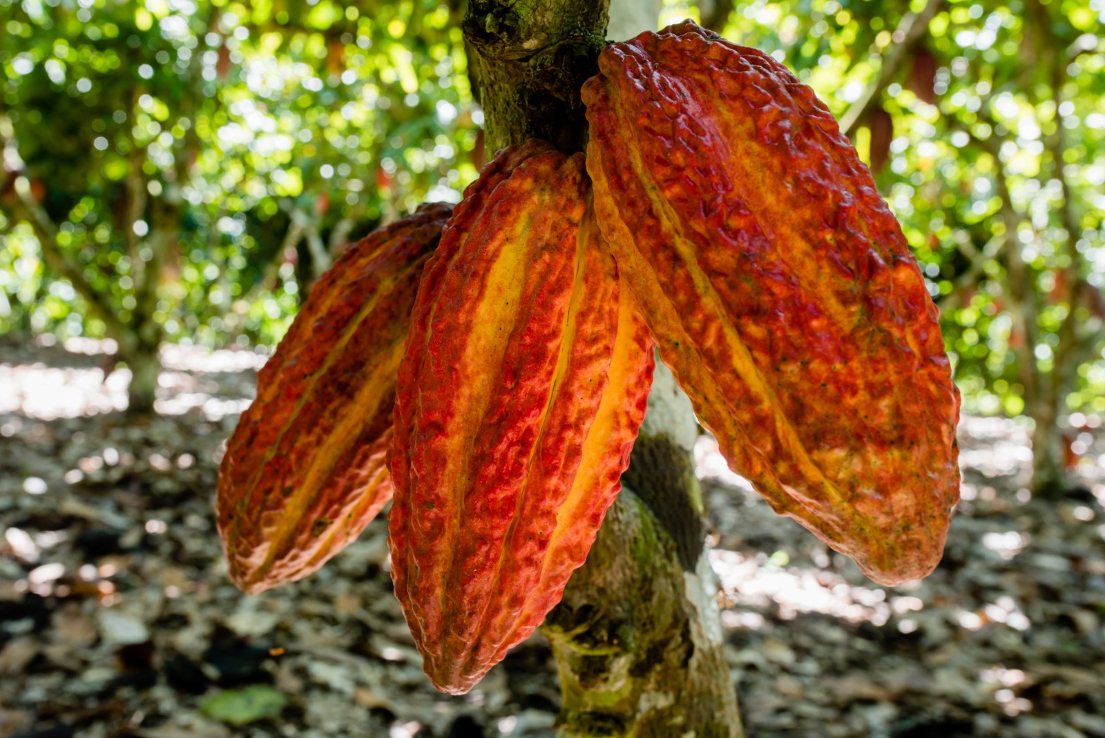 El Cacao Amaz nico Y Un Curioso V nculo Con El Corpus Christi El Cacao Amaz nico Y Un Curioso V nculo Con El Corpus Christi