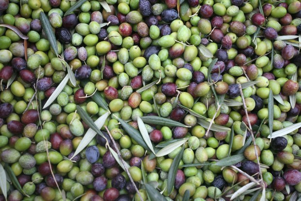 OLIVE
