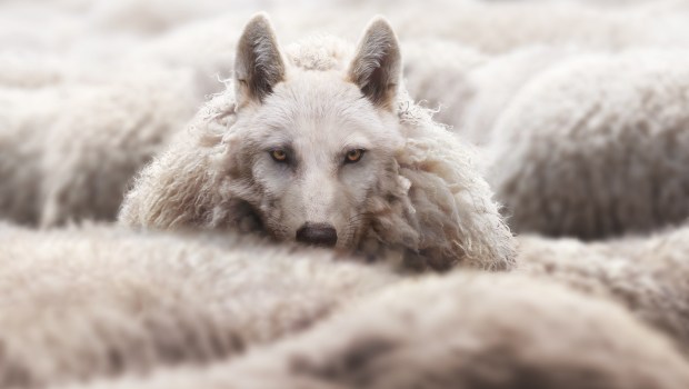 wolf or sheep