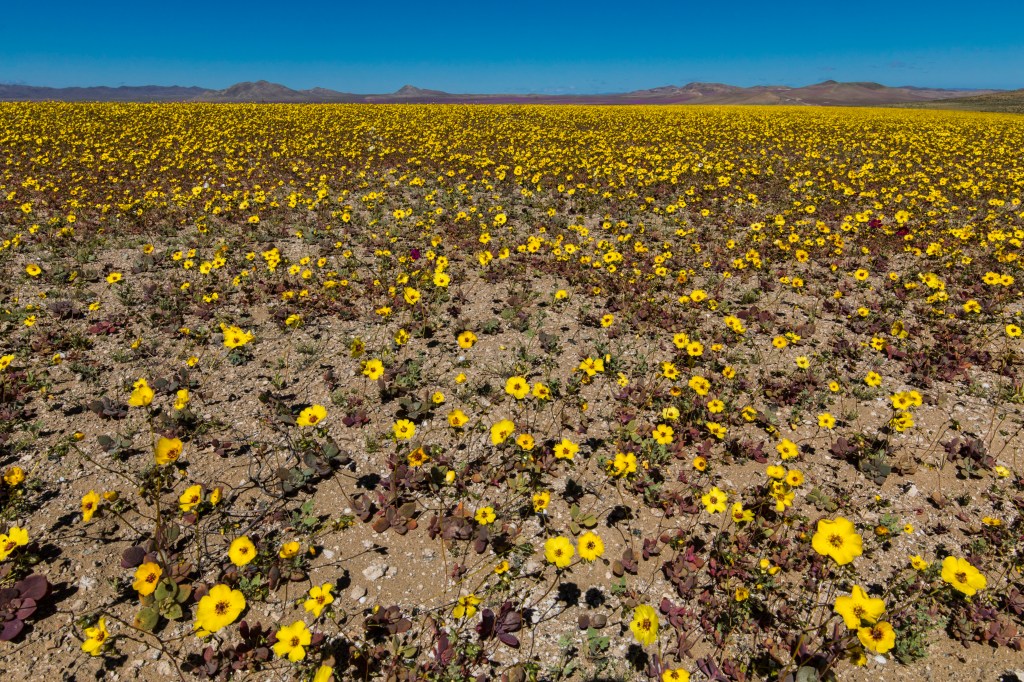 ATACAMA