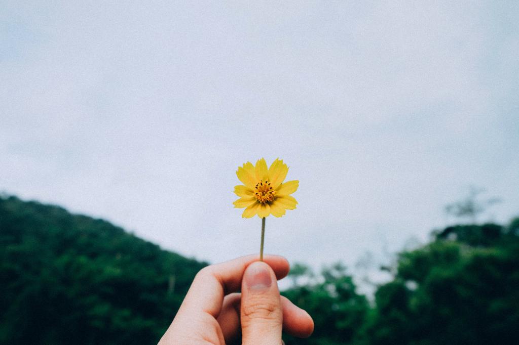 hand holding single yellow flower