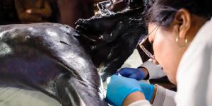 Así preparan al Señor de los Temblores para Semana Santa