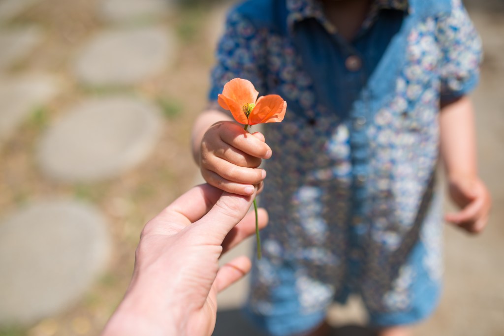 hand handling a poppy to another