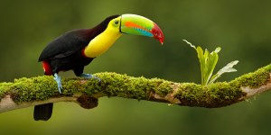 ¿Es Costa Rica el país de Laudato Si&#8217;?