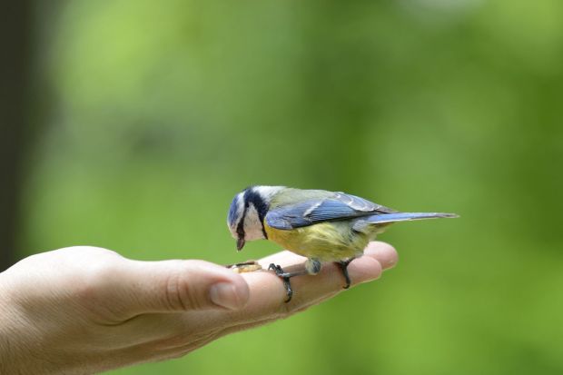 bird on hand