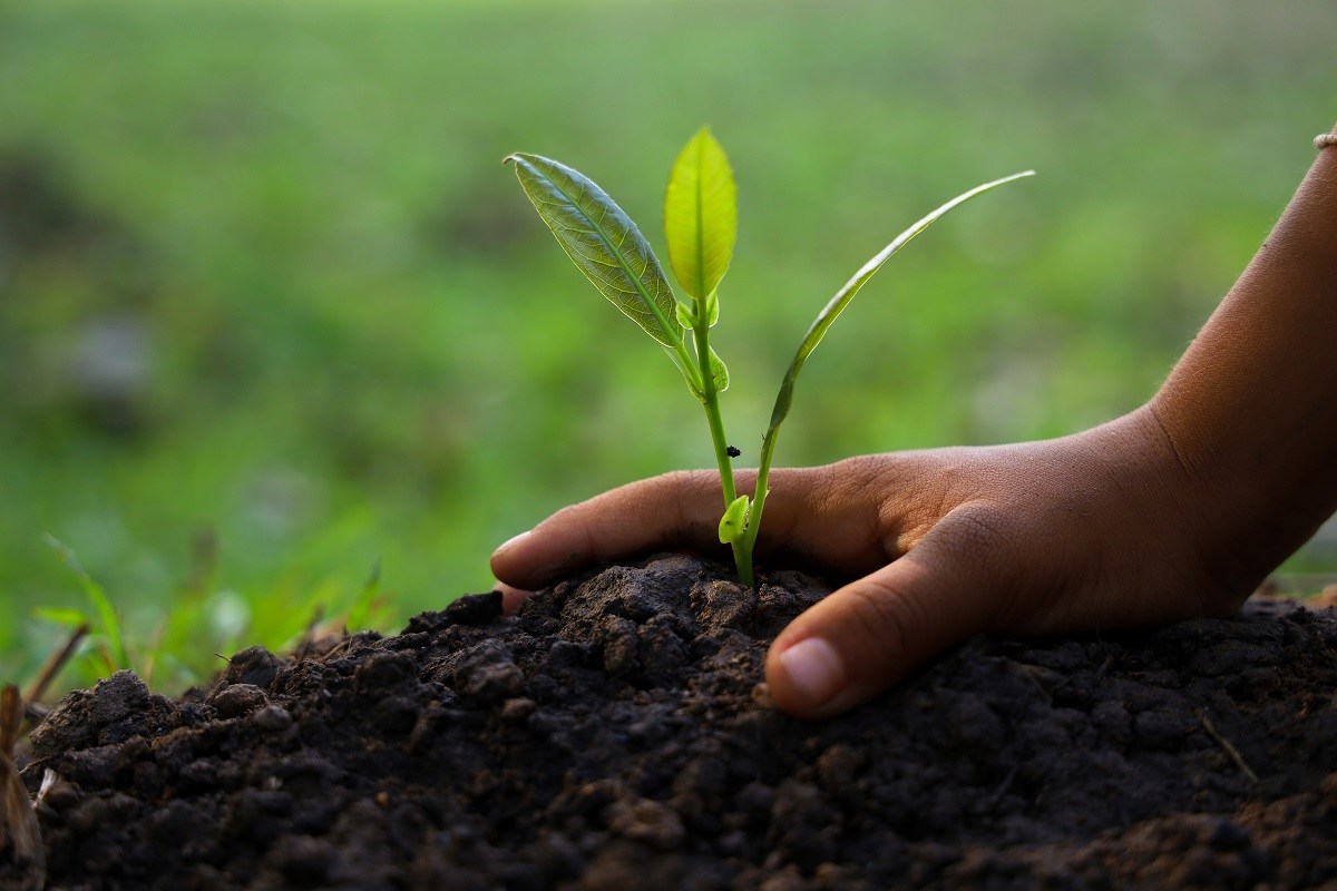 planting trees, sapling bud