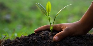Decálogo católico sobre el Medio Ambiente