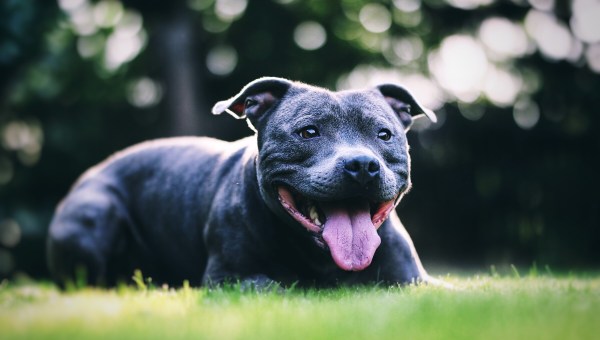 Happy black dog on grass