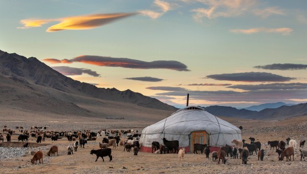 goats around a yurt in Western Mongolia