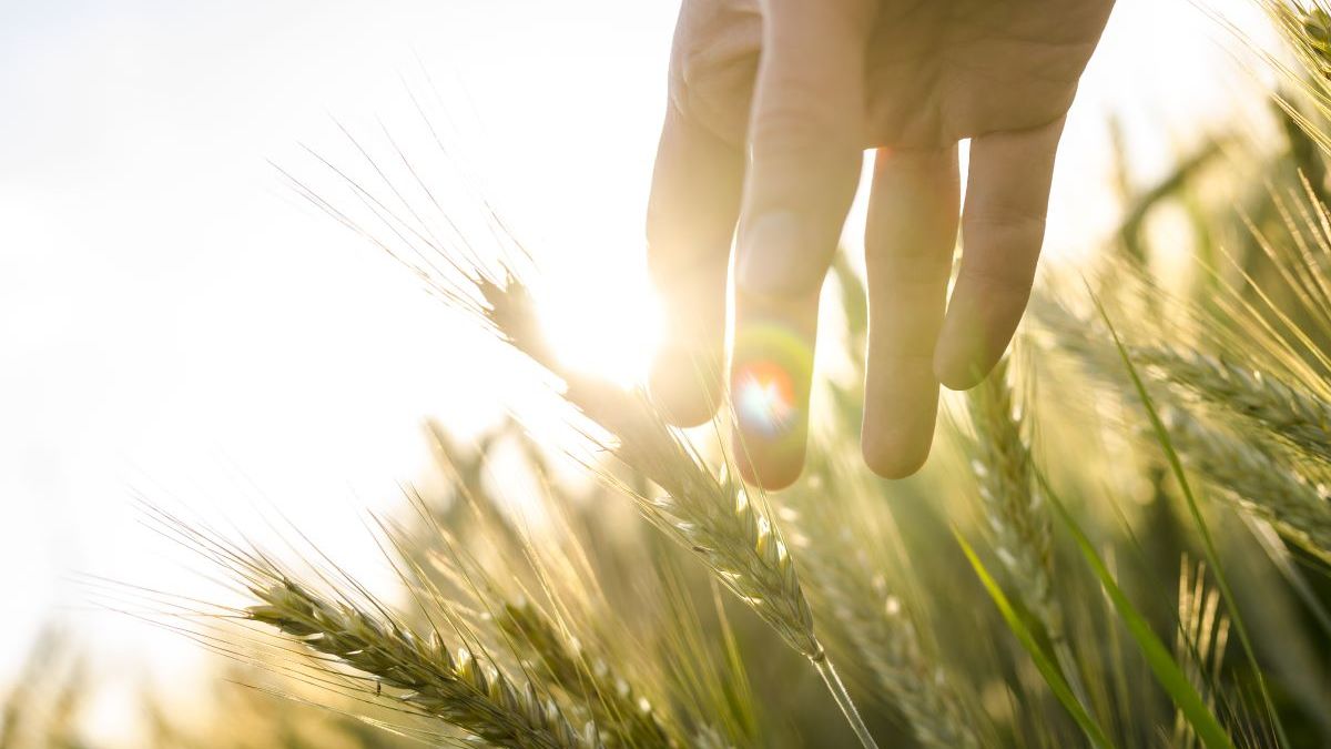 Mano-de-un-granjero-tocando-orejas-de-trigo-madurantes-a-principios-del-verano-shutterstock.jpg