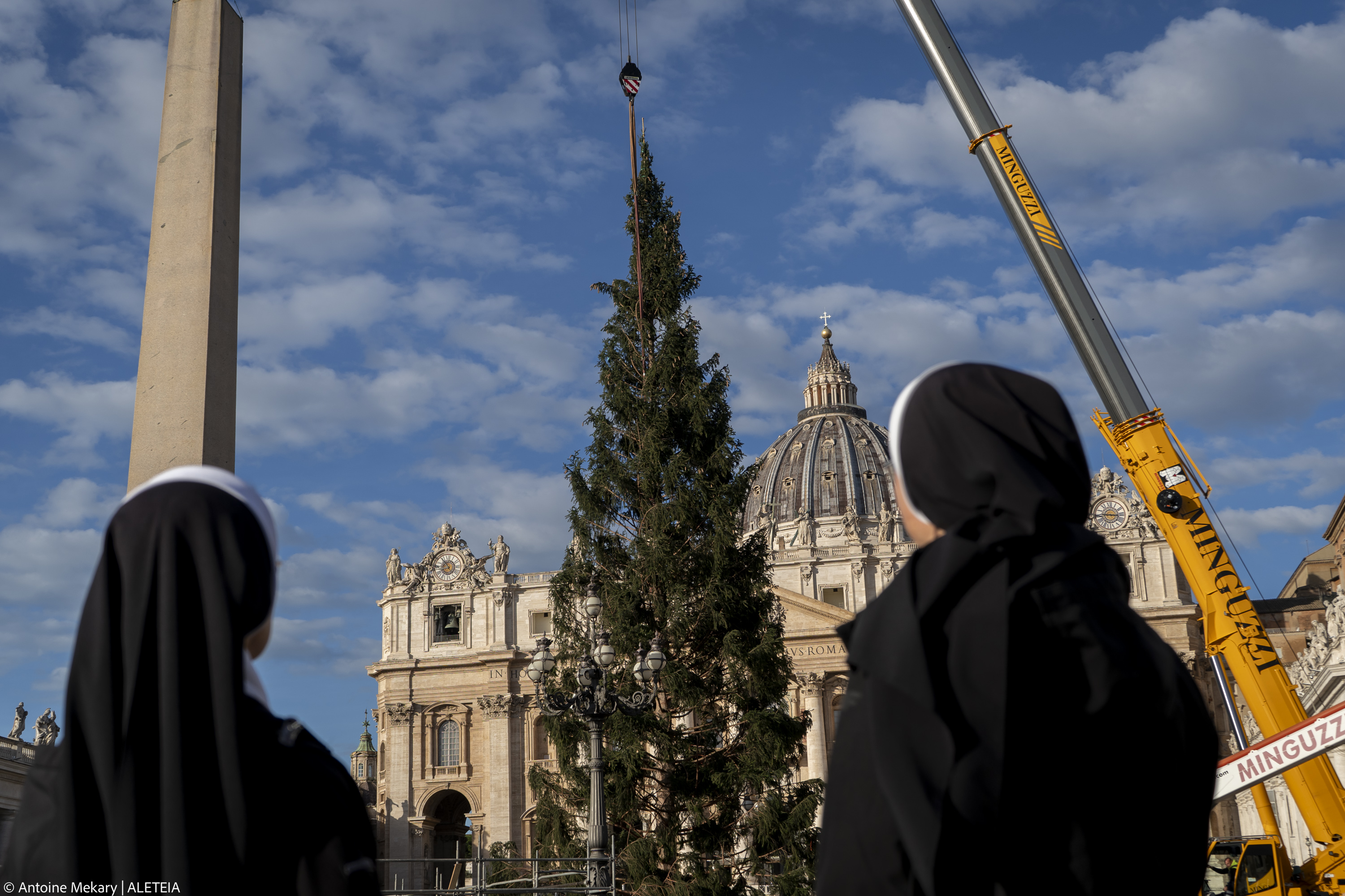 Árbol de navidad llega a Vaticano