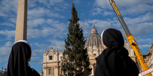 Árbol de navidad llega a Vaticano