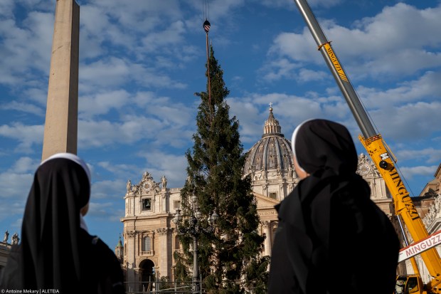 Árbol de navidad llega a Vaticano