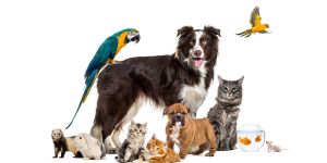¿Qué relación tienen los animales con el séptimo mandamiento?