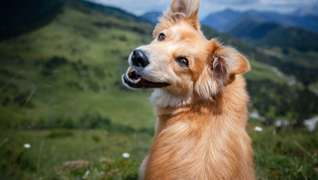 Pies z wystawionym językiem obraca swoją radosną mordkę