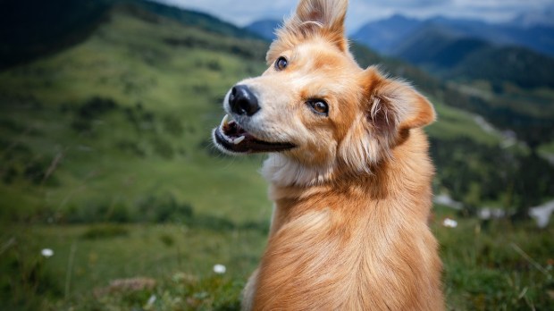 Pies z wystawionym językiem obraca swoją radosną mordkę