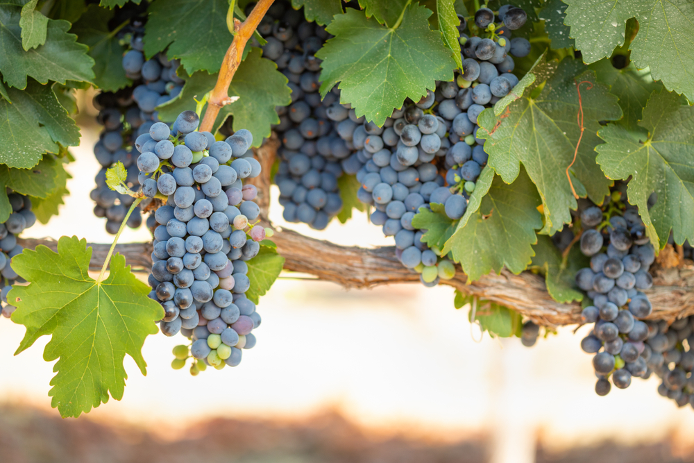 grapevine