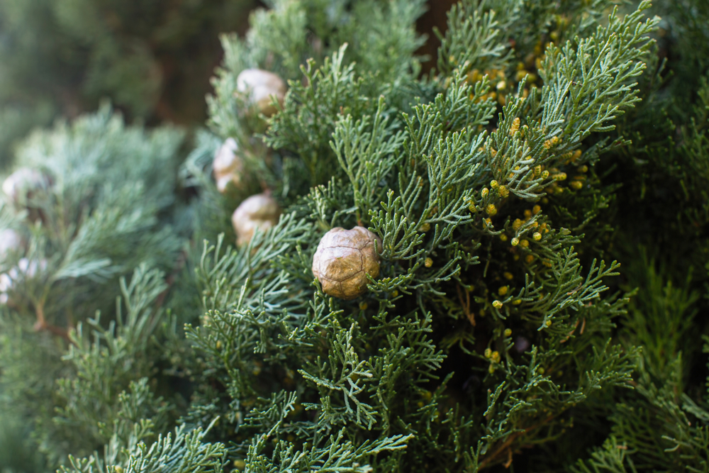 cupressus