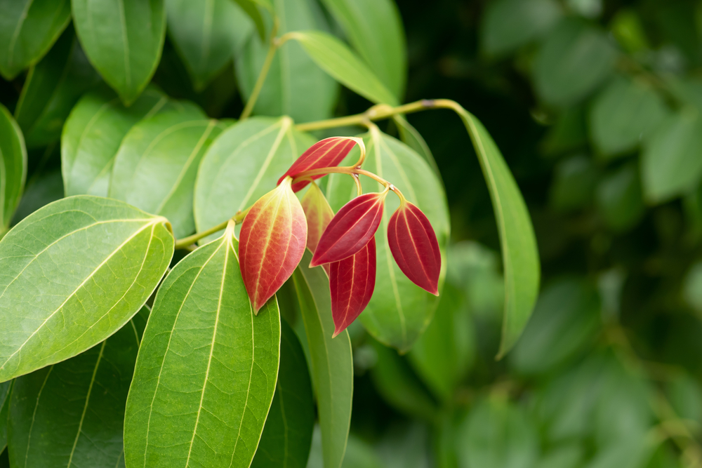 cinnamon tree