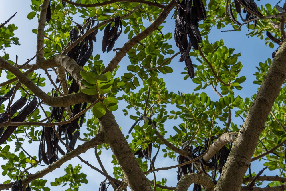 carob