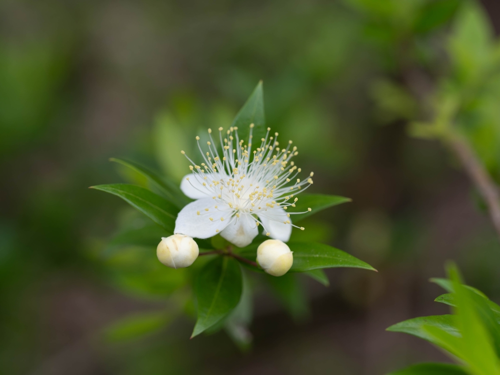 myrtle